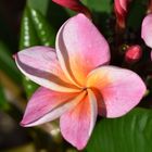 Frangipani*