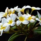 Frangipani