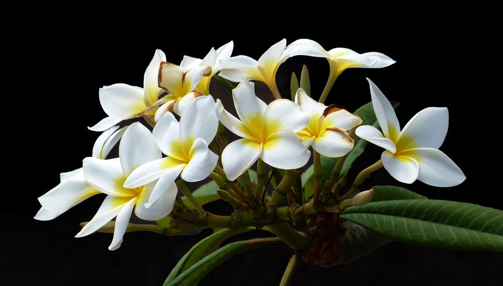 Frangipani