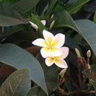 Frangipani