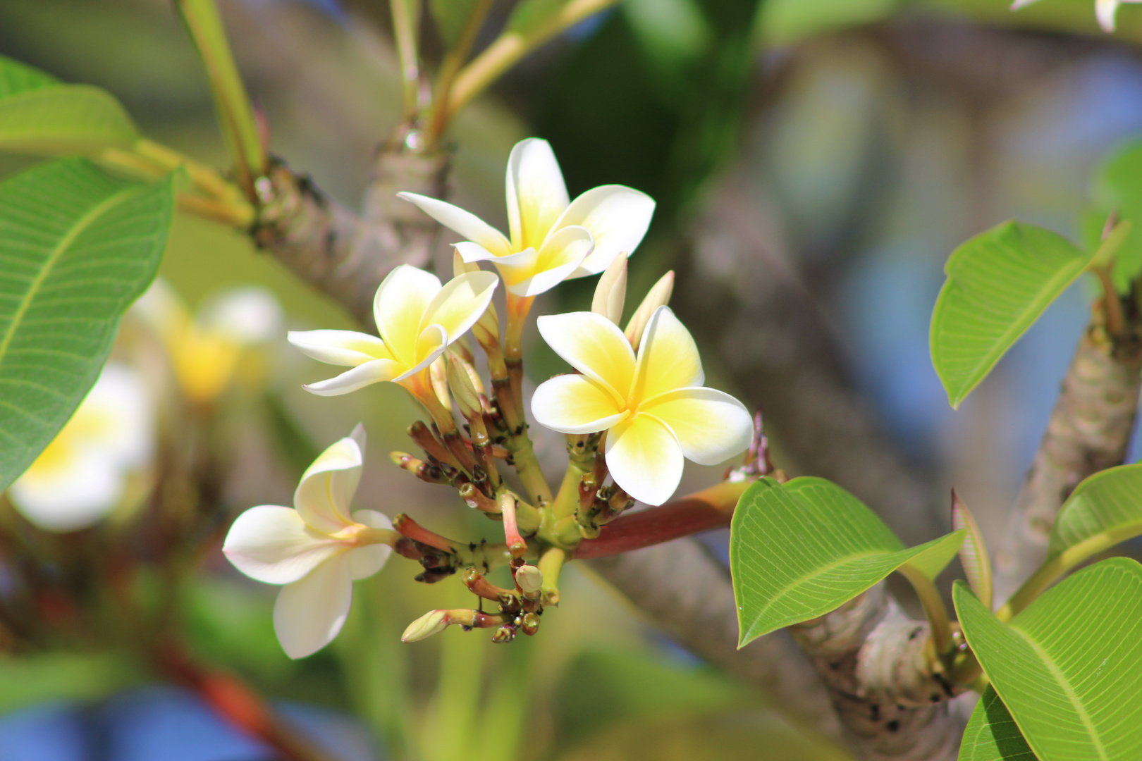 Frangipani