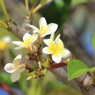 Frangipani