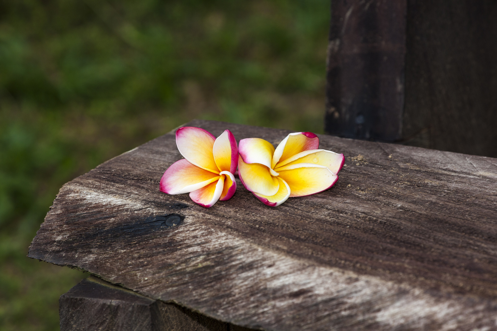 Frangipani