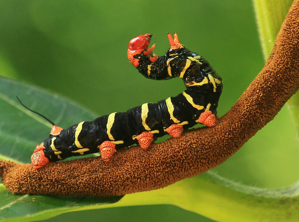 Frangipani Caterpillars