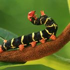 Frangipani Caterpillars