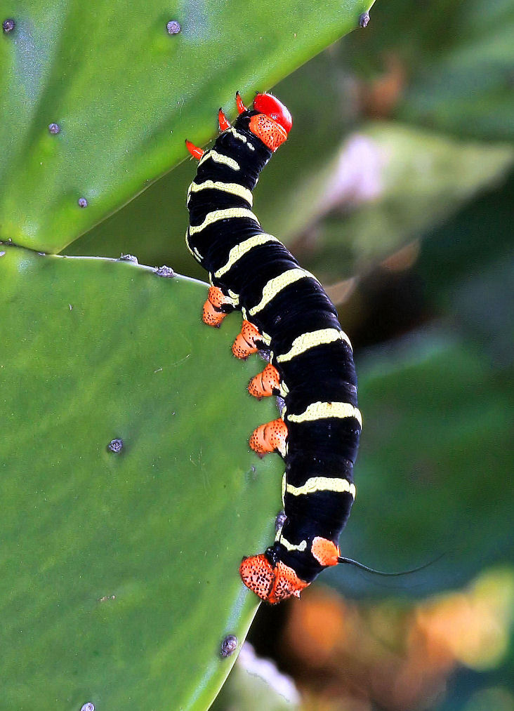 Frangipani Caterpillars Raupe