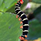 Frangipani Caterpillars Raupe