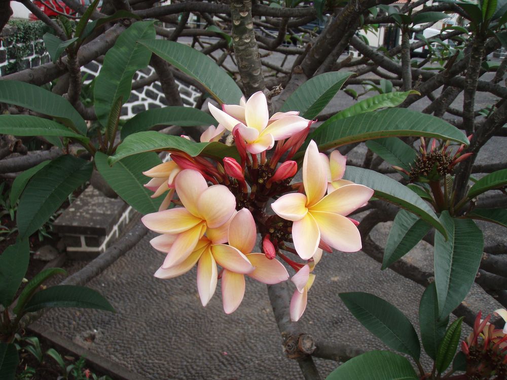 Frangipani