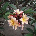 Frangipani