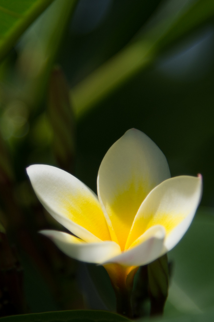 Frangipani