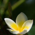 Frangipani