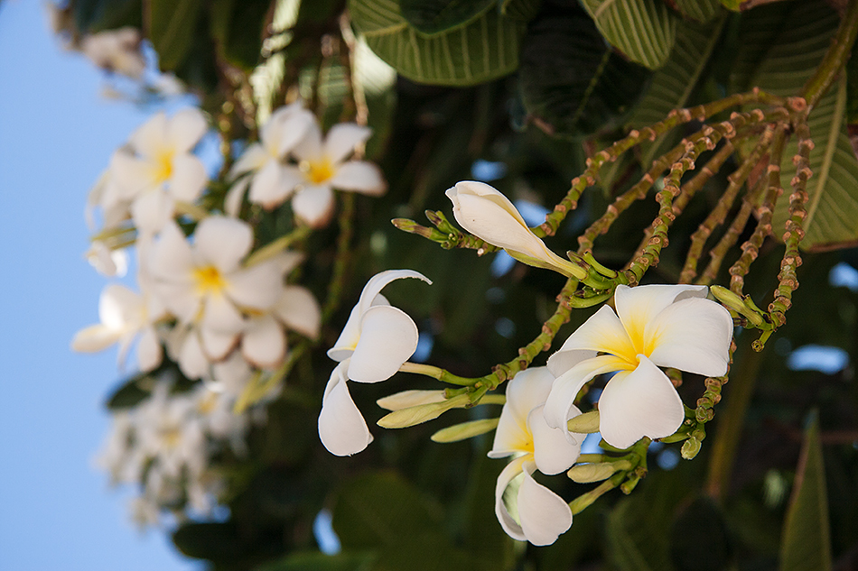 Frangipani