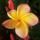 Frangipani