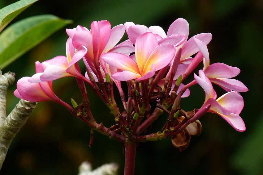 ...Frangipani...