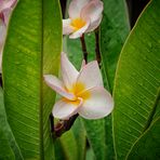 Frangipani der  Duft der   Südsee