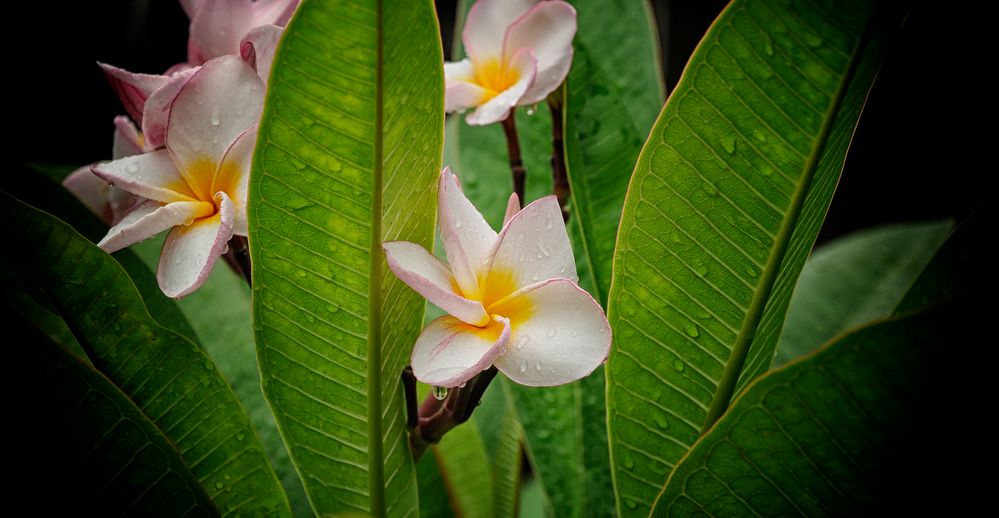 Frangipani der  Duft der   Südsee