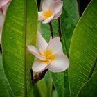 Frangipani der  Duft der   Südsee