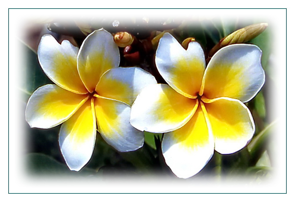 Frangipani, der Duft der Tropen