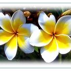 Frangipani, der Duft der Tropen