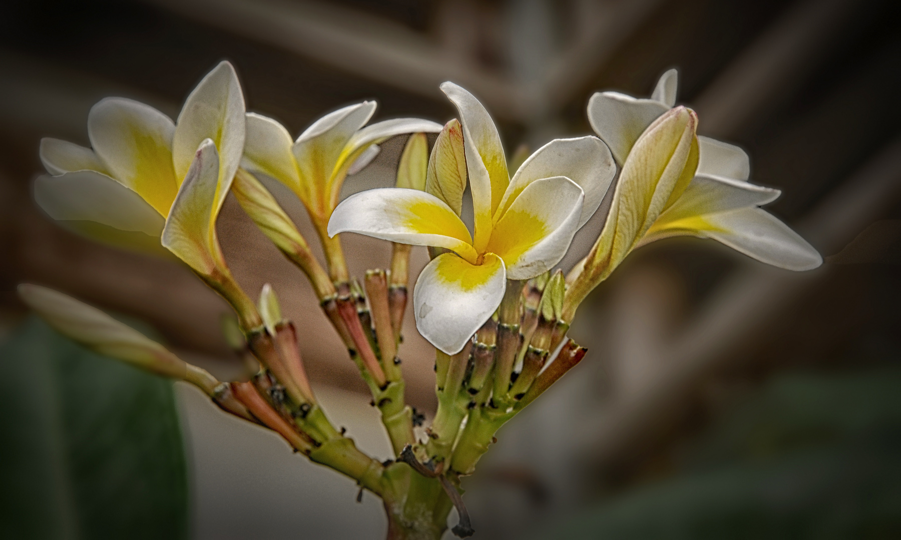 Frangipani die Parfüm Blüten der Südsee