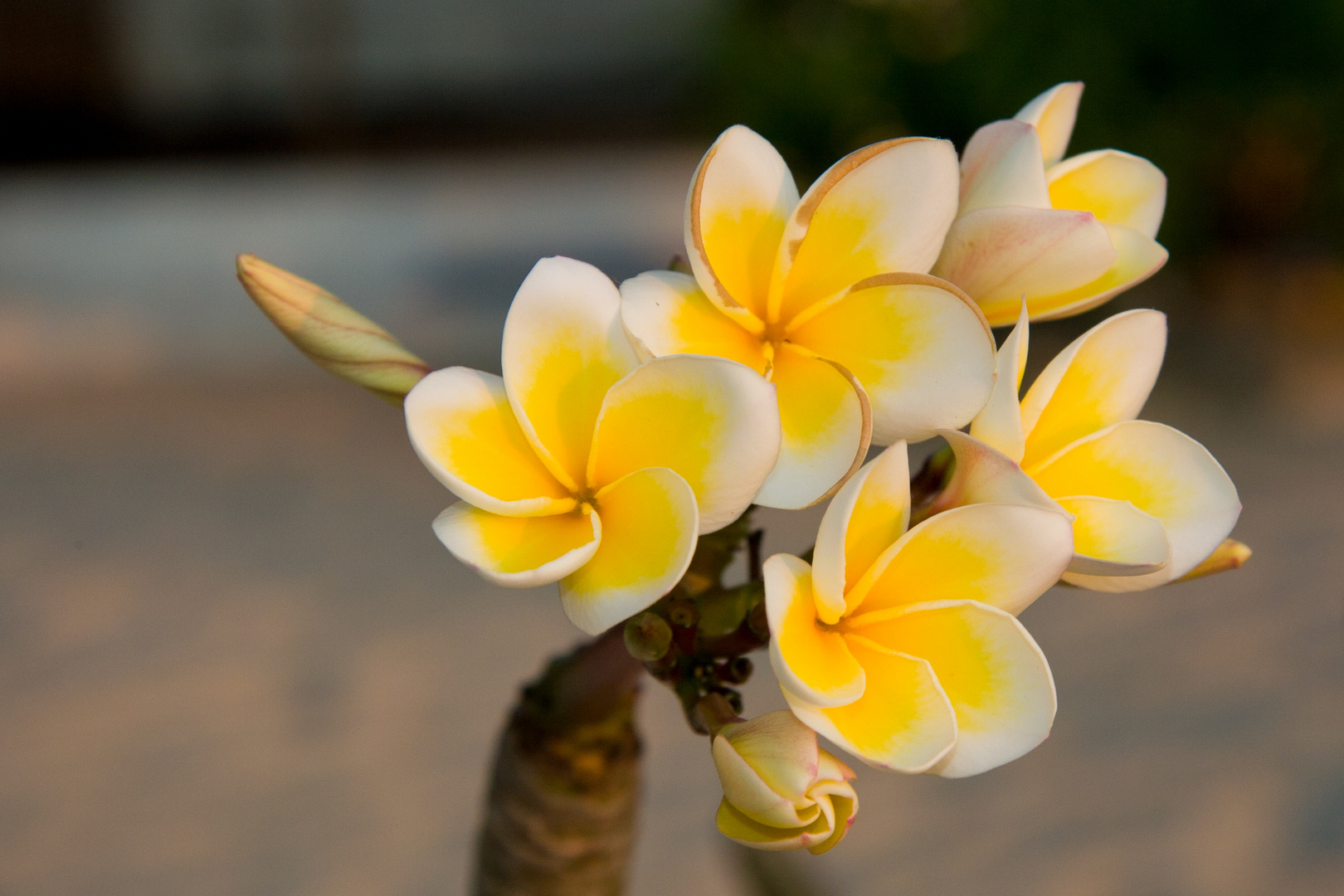 Frangipani Dreams