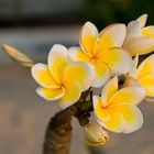 Frangipani Dreams