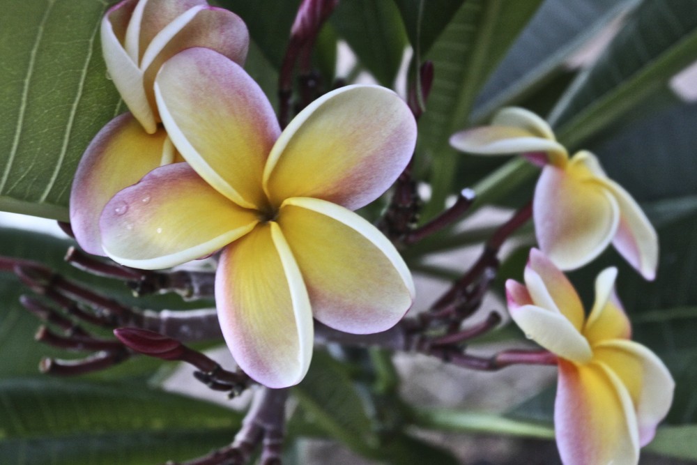 Frangipani