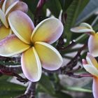 Frangipani