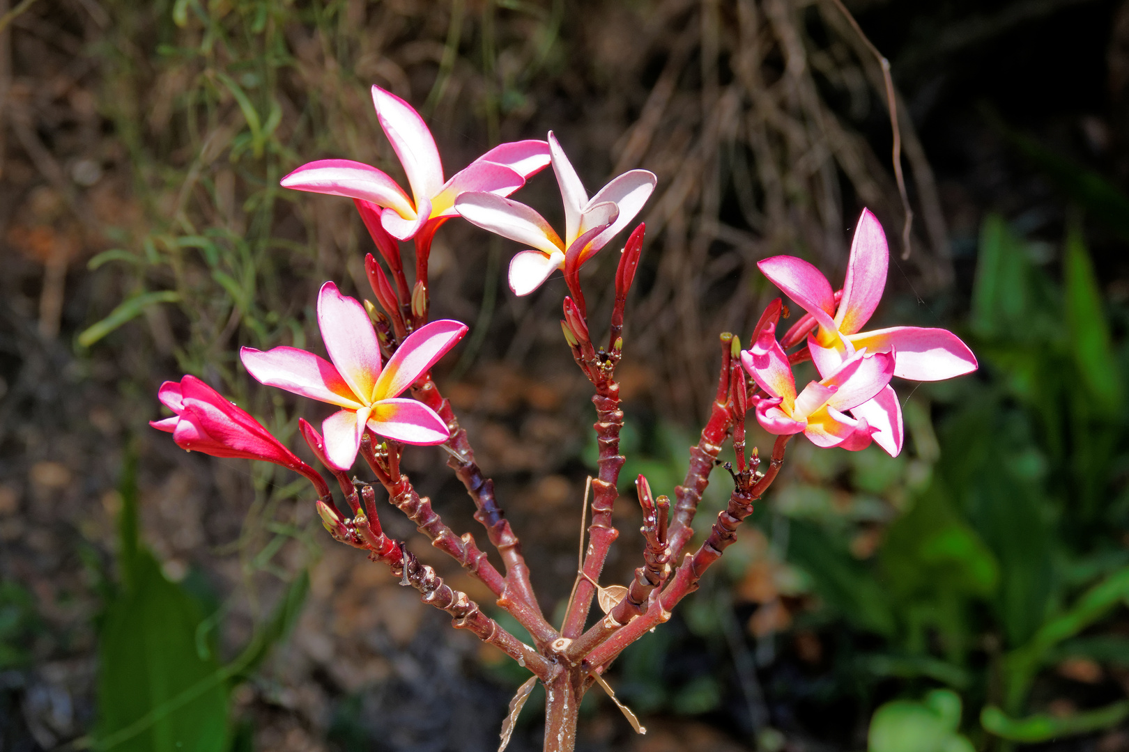 Frangipani