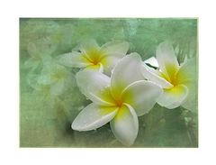 Frangipani