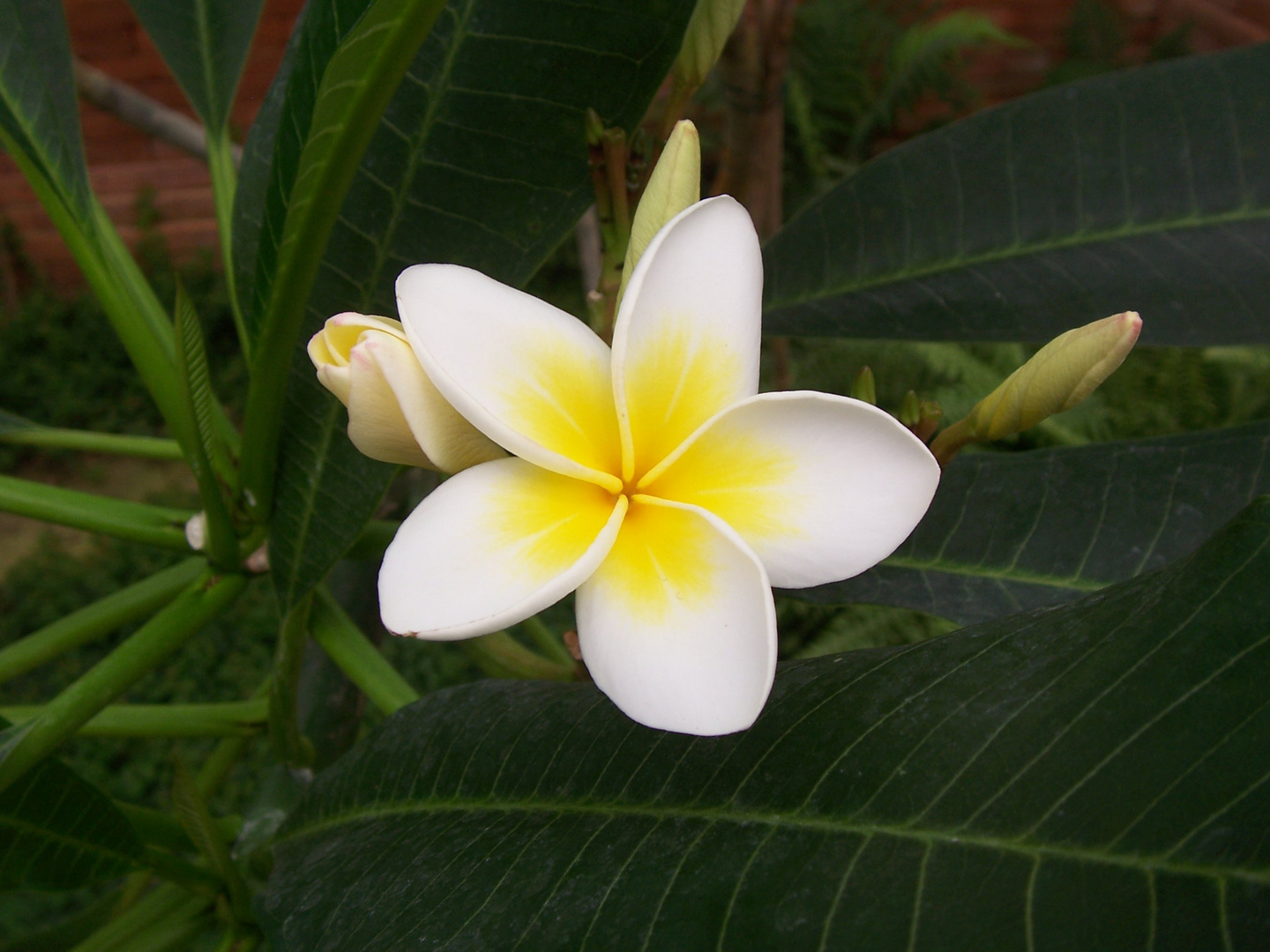 Frangipani