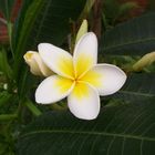 Frangipani