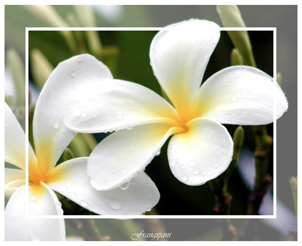 Frangipani