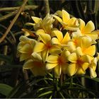 Frangipani