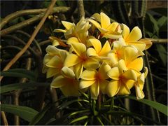 Frangipani