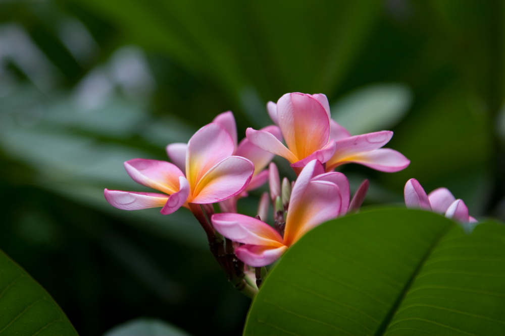 Frangipani