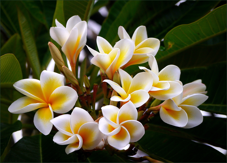 Frangipani...