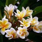 Frangipani...