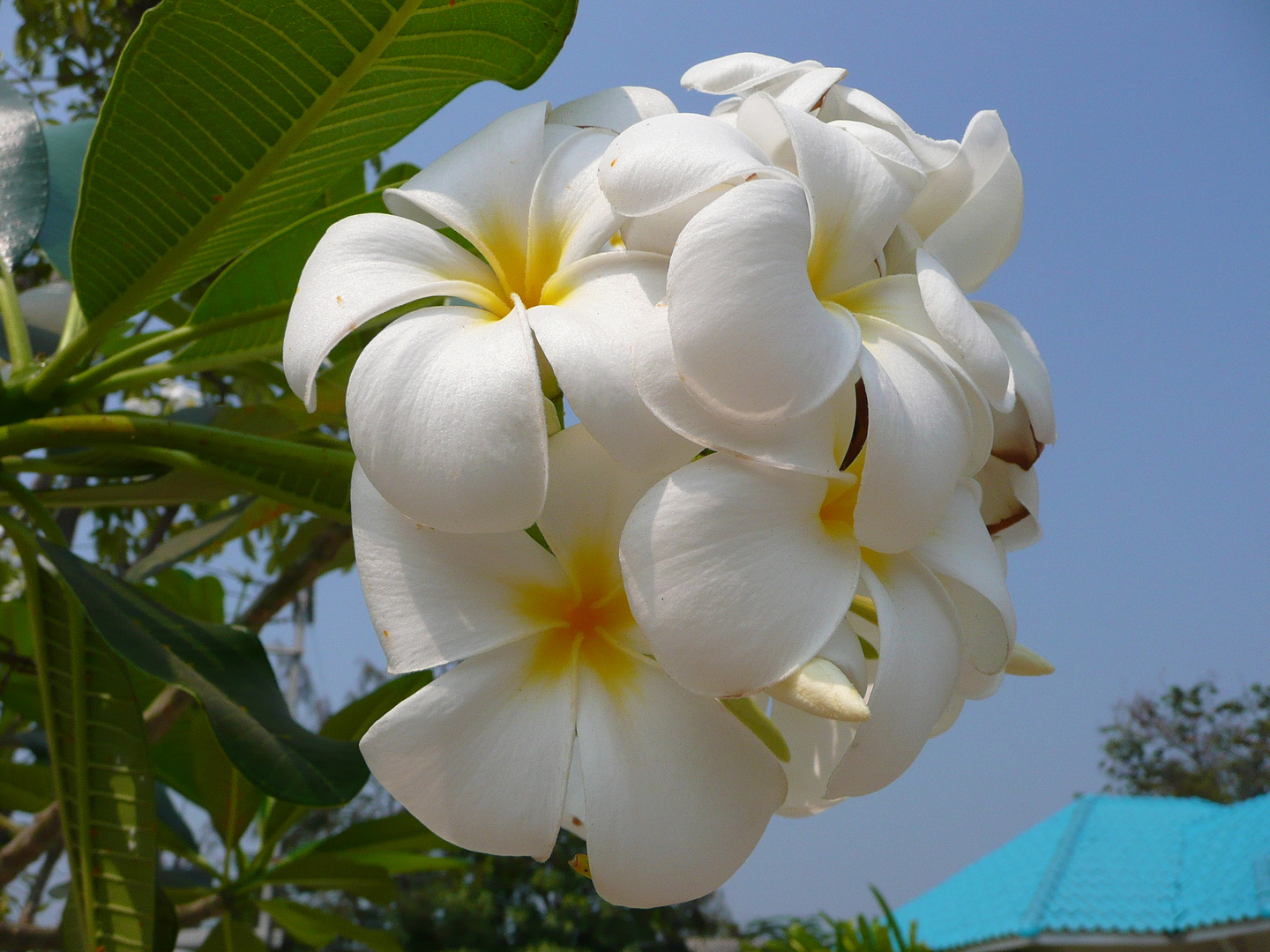 Frangipani