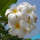 Frangipani