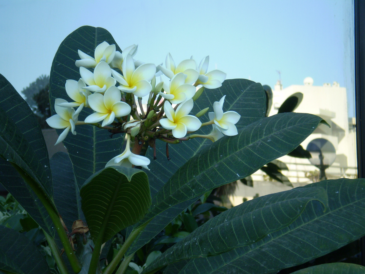 Frangipani