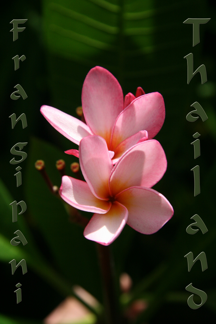 Frangipani