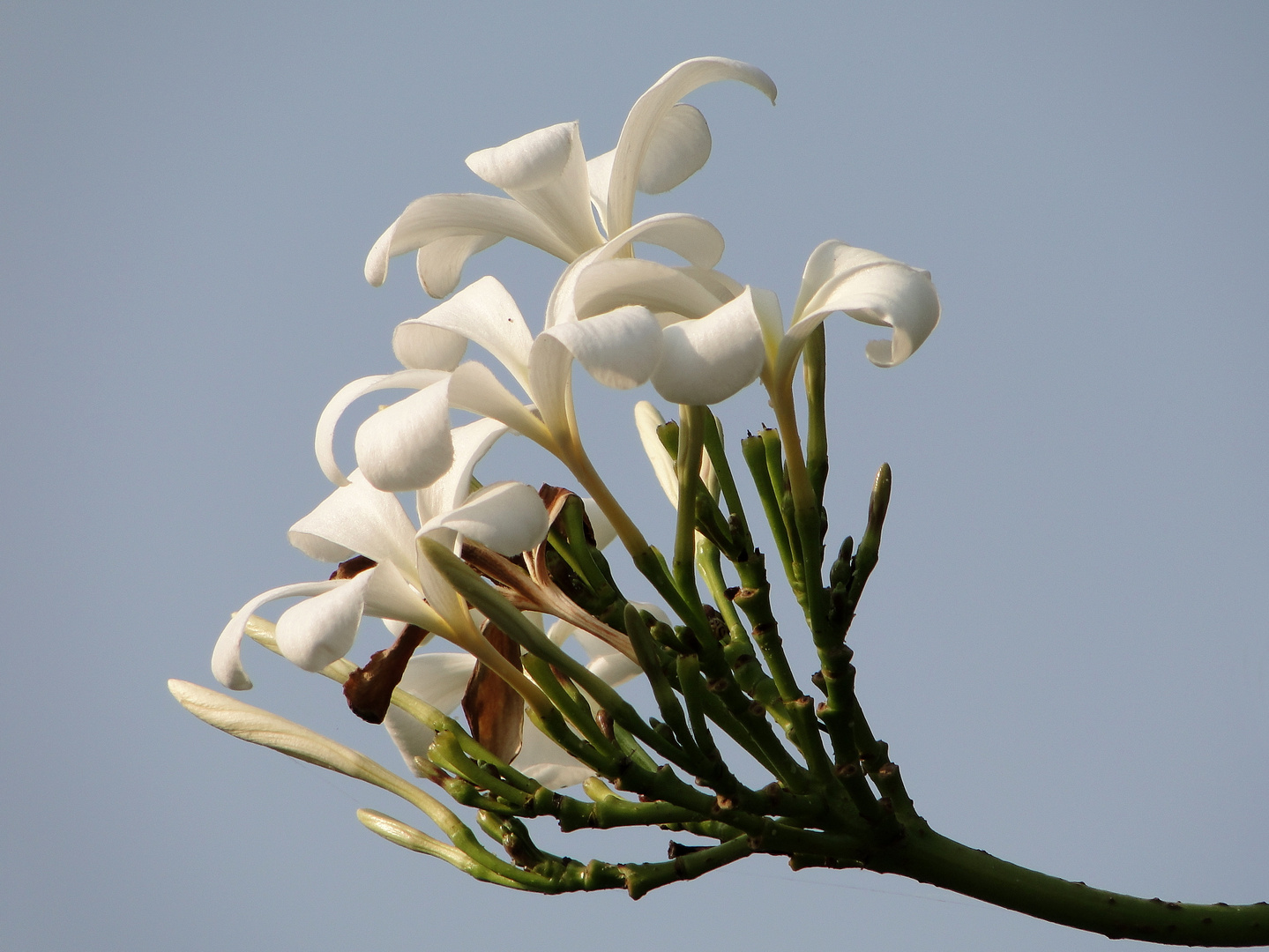 Frangipani