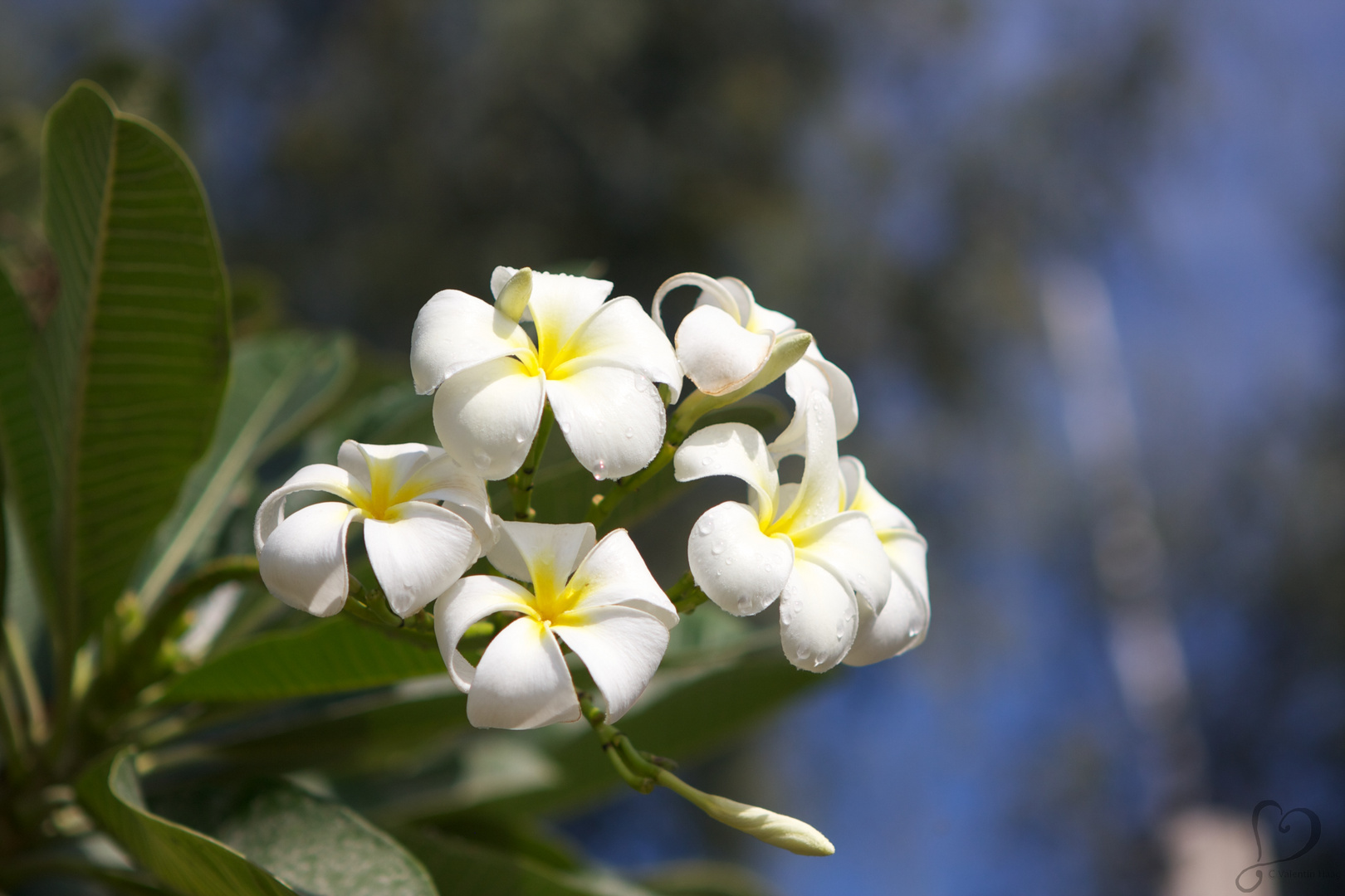 Frangipani