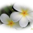 Frangipani