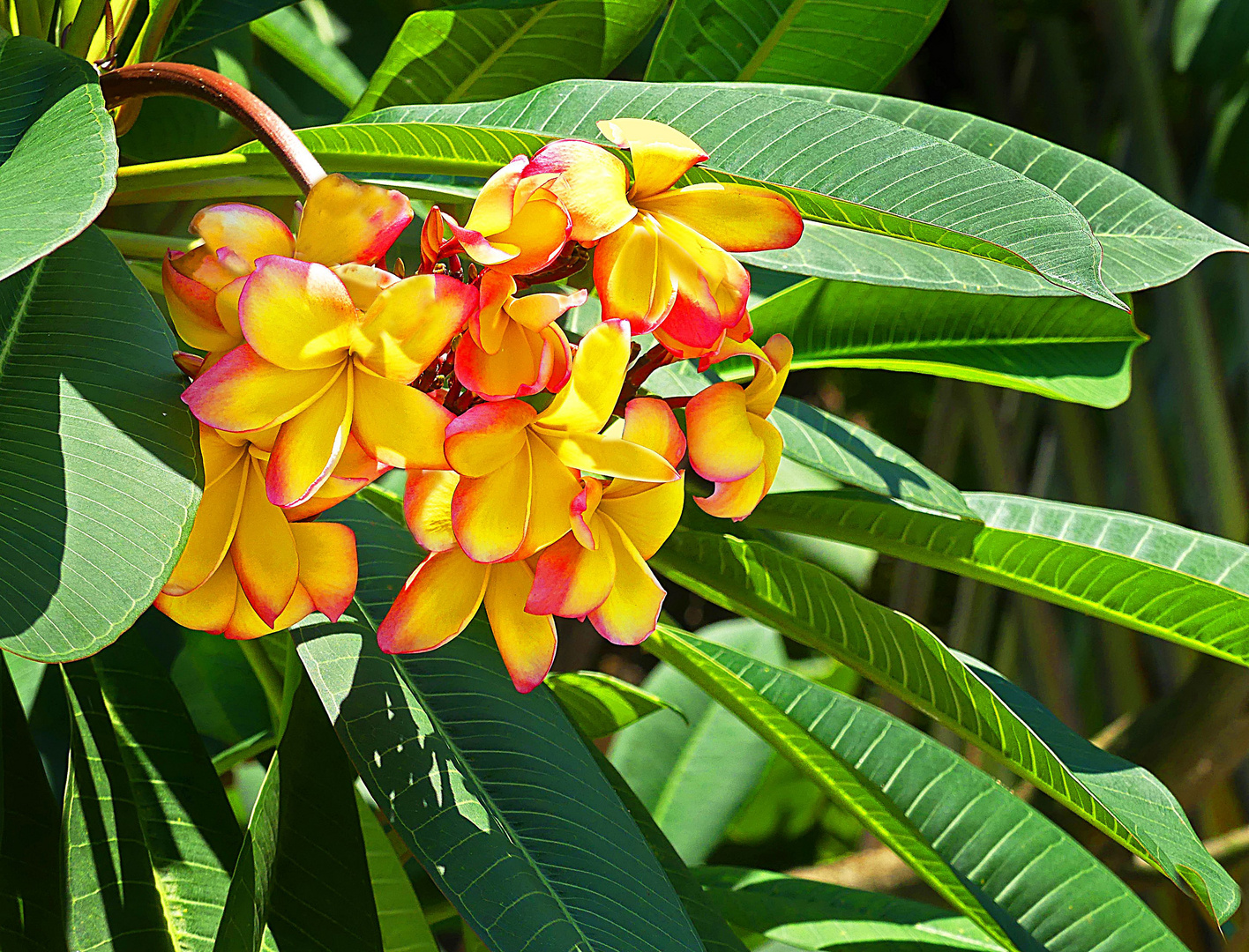 Frangipani