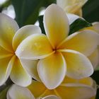 Frangipani