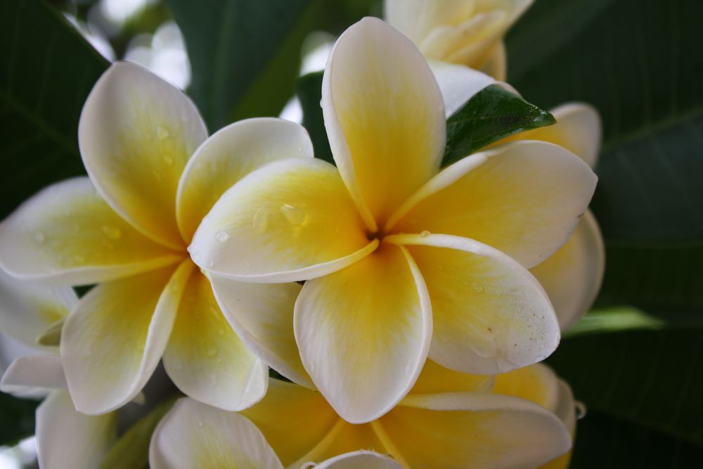 Frangipani by H.Rike 