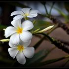 Frangipani flowers