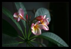 Frangipani heute